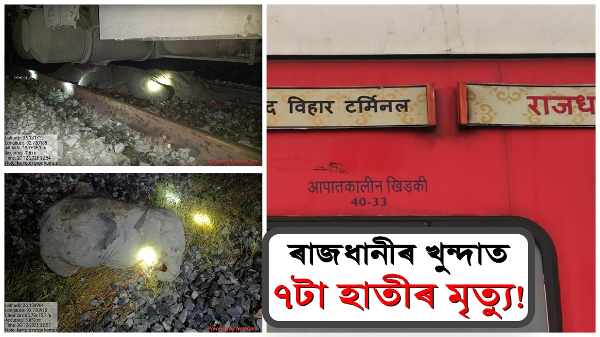 Seven Wild Elephants Killed in Rajdhani Express Accident in Assam