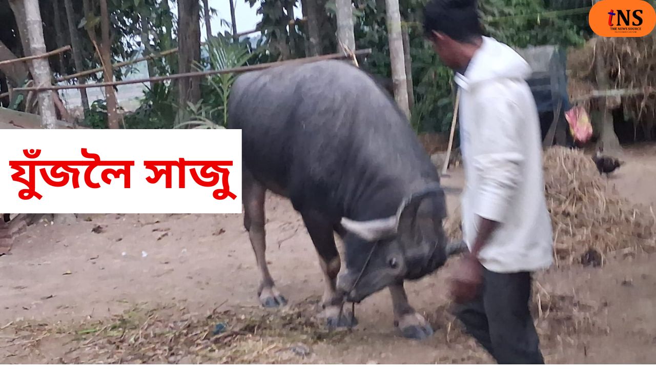Traditional Assam Buffalo Fight Continues Informally Despite Court Restrictions