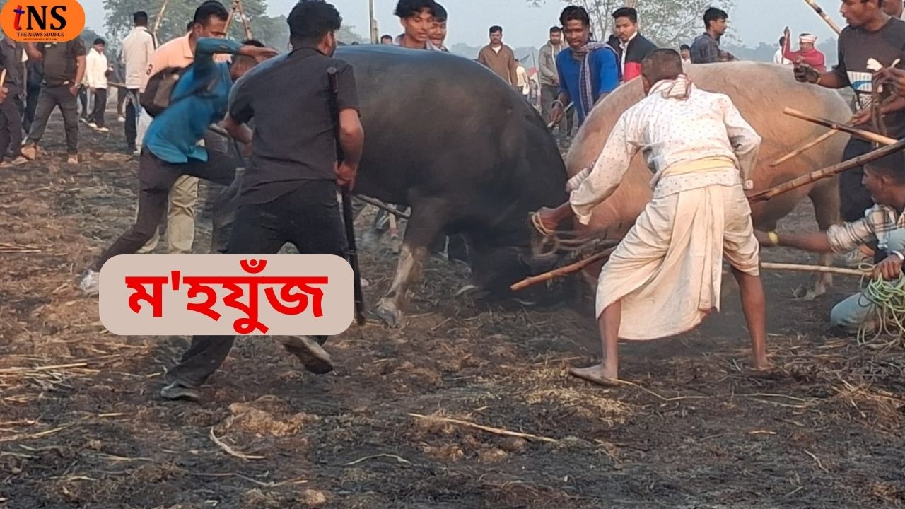 Assam Buffalo Fight Thrills Central Assam Despite Court Ban