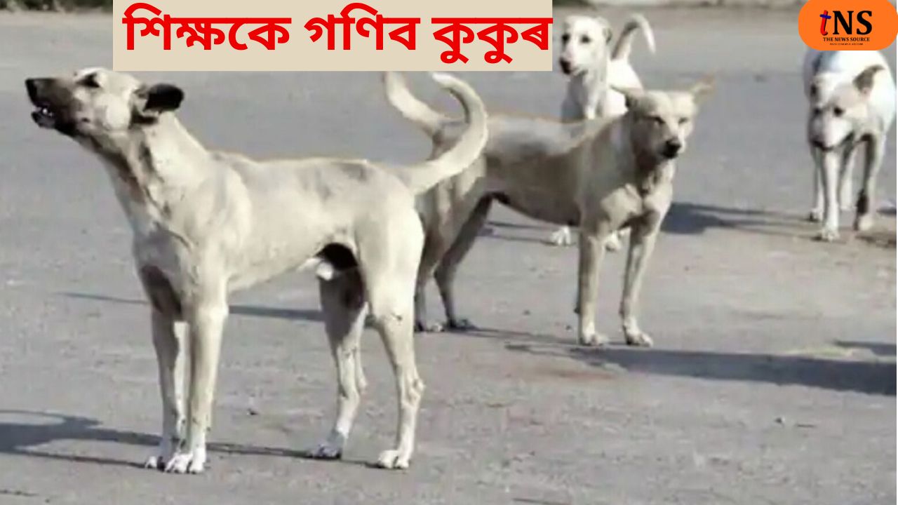 Bihar Assigns Street Dog Census Duty to Teachers, Sparks Education Concern