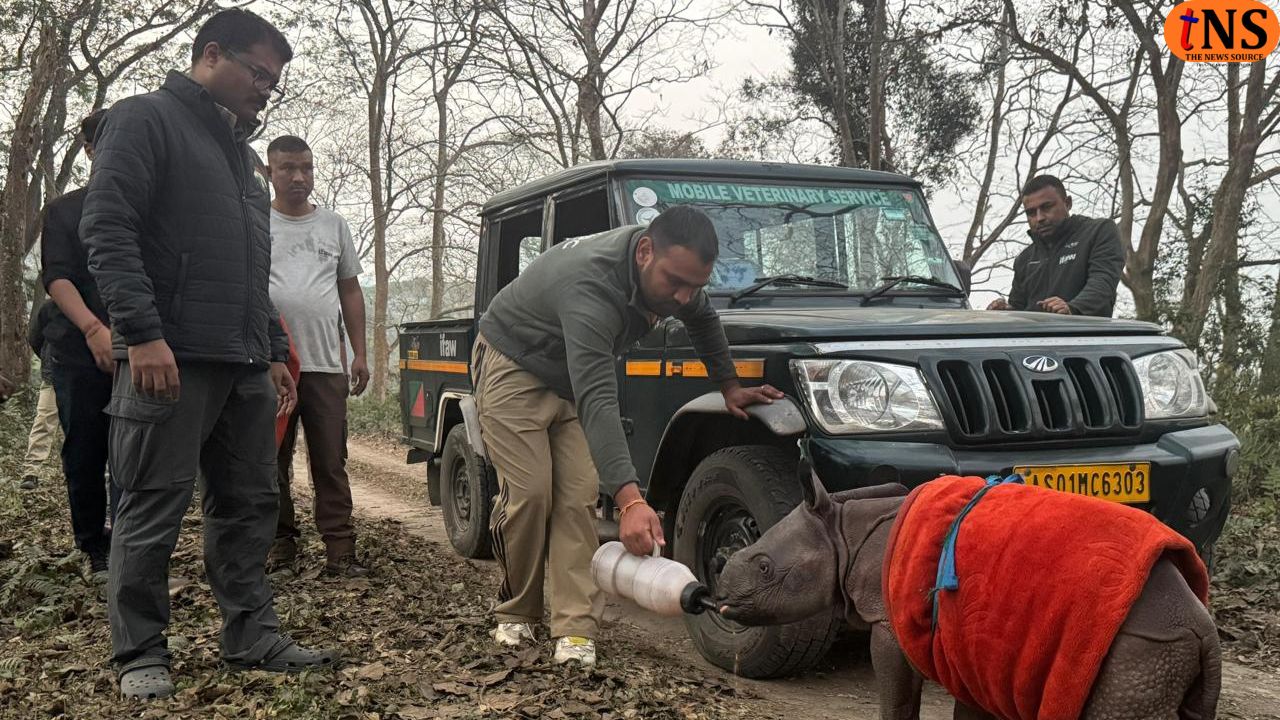 Orphan Rhino Calf Rescued in Kaziranga, Forest Department Launches Intensive Search for Mother
