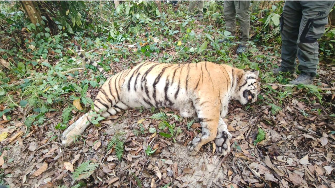Kaziranga Royal Bengal Tiger Death