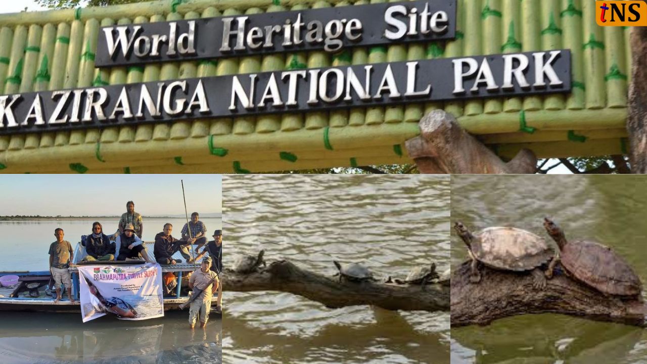 Kaziranga Turtle Survey Finds 945 Freshwater Turtles in Kaziranga National Park