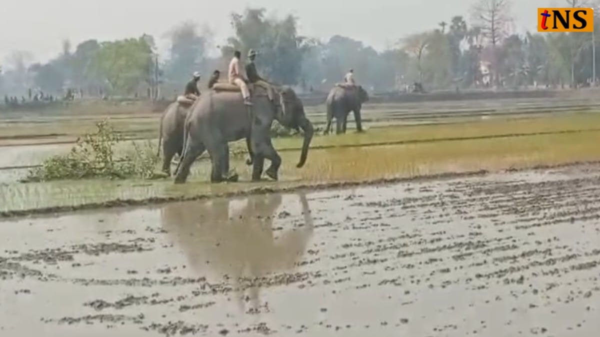 Elephants Used in Eviction Drive at Laokhowa Wildlife Sanctuary