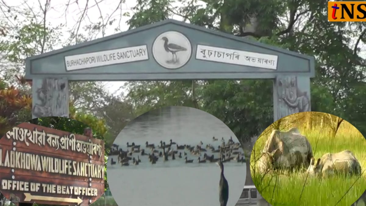 Laokhowa–Burachapori Wildlife Sanctuary Revival: From Rhino Crisis to Wildlife Comeback