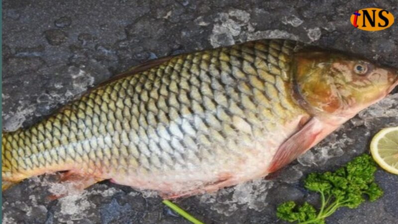 Fish Catching Ban Imposed in Nagaon District During Breeding Season