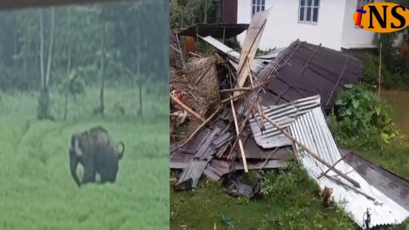 Two Killed in Wild Elephant Attack in Samaguri