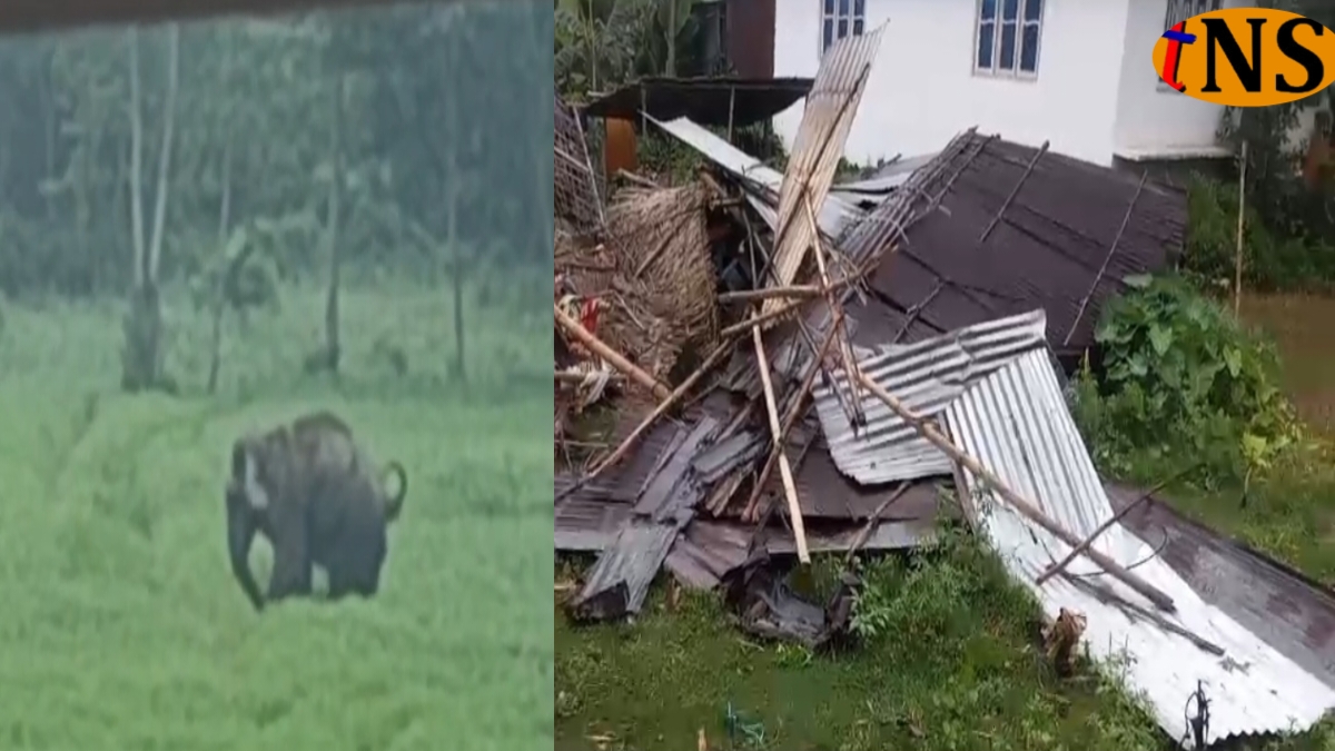 Two Killed in Wild Elephant Attack in Samaguri
