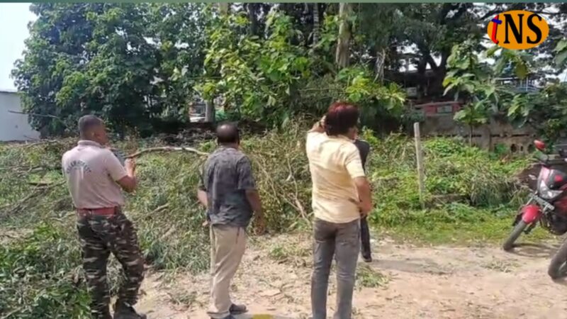 World Environment Day Tree Cutting Sparks Outrage in Nagaon on Environment Day