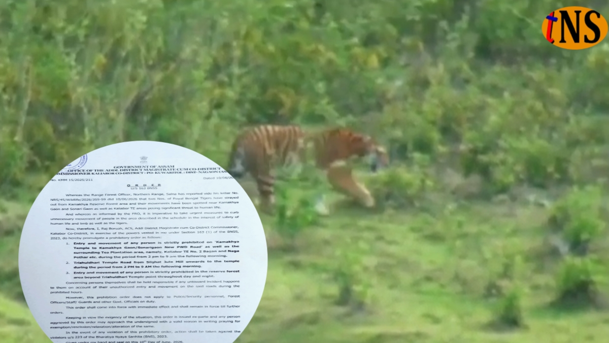Tiger Movement in Kaliabor Triggers Restrictions in Kamakhya Village Area