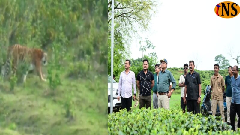 Royal Bengal Tiger Alert Creates Panic in Kaliabor, Nagaon DC Visits Spot