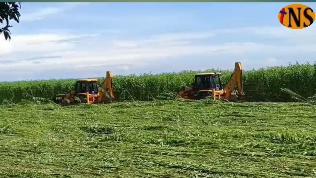 লাওখোৱা অভয়াৰণ্যত বেদখলকাৰীৰ মৰাপাট খেতিত বৃহৎ উচ্ছেদ অভিযান