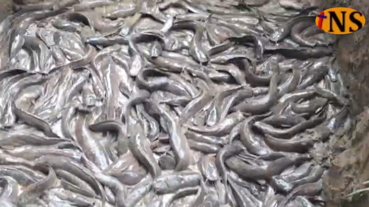 নগাঁৱত পুতি পেলোৱা হ'ল ১৮ কুইণ্টল মাগুৰ মাছ