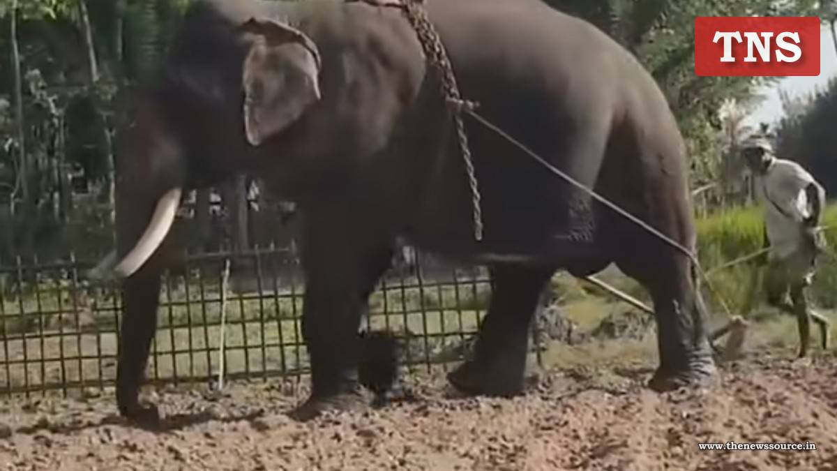 Elephant Ploughing in Golaghat: গৰু নহয়, ট্ৰেক্টৰো নহয়—গোলাঘাটত হাতীৰে হাল বাইছে অতুলে